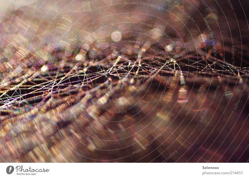 Ich weiß, wer die Fäden zieht! Umwelt Natur Sommer Spinnennetz Streifen Netz Netzwerk glänzend schön Unschärfe Farbfoto Außenaufnahme Nahaufnahme Makroaufnahme
