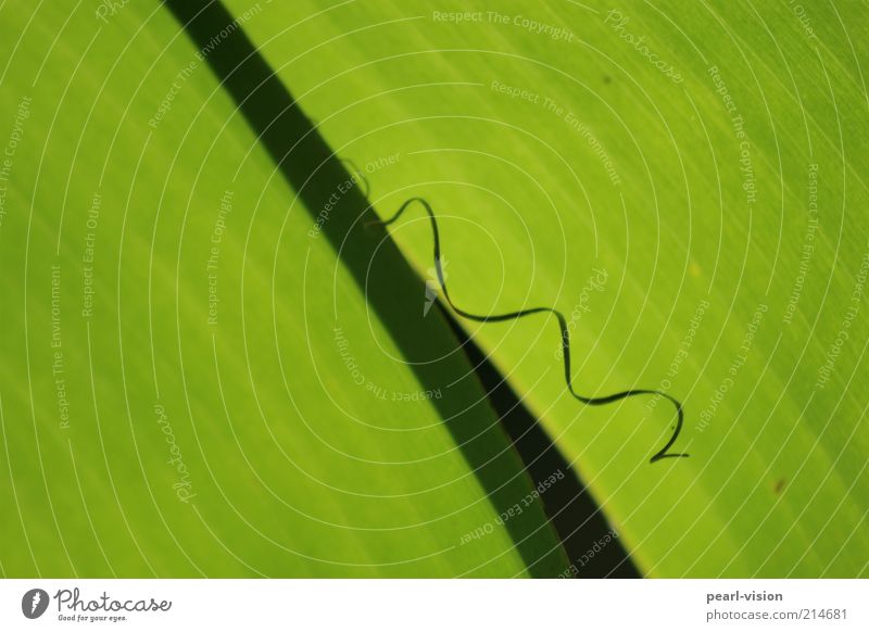Panikattacke Natur Pflanze Blatt grün Trennung Farbfoto Außenaufnahme Nahaufnahme Faser Menschenleer Spirale Sonnenlicht Schatten Blattfaser Tag