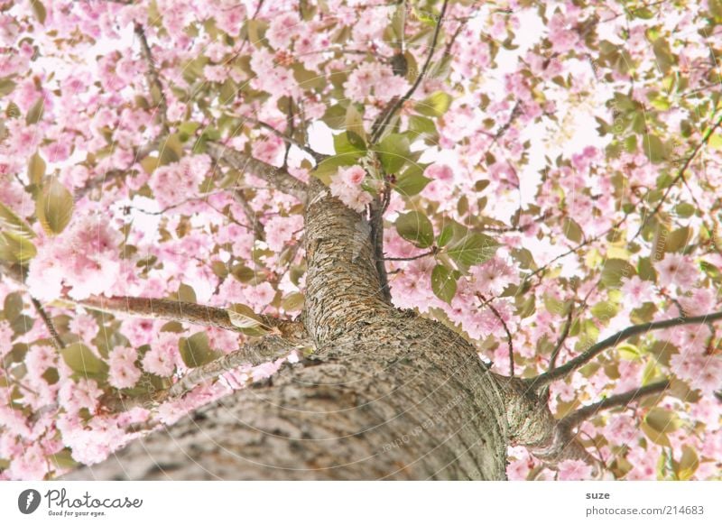 Frühling! schön Umwelt Natur Himmel Schönes Wetter Baum Sträucher Blüte Blühend Wachstum ästhetisch Freundlichkeit rosa Frühlingsgefühle Vorfreude Ast zart