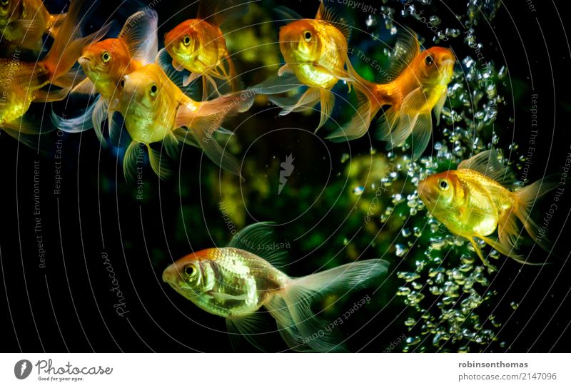 Goldfische mit Blick auf die Kamera schwimmen in einem Aquarium Fisch Haustier Tier Innenaufnahme orange Tierporträt Kunstlicht Entwurf aquatisch Tiergruppe
