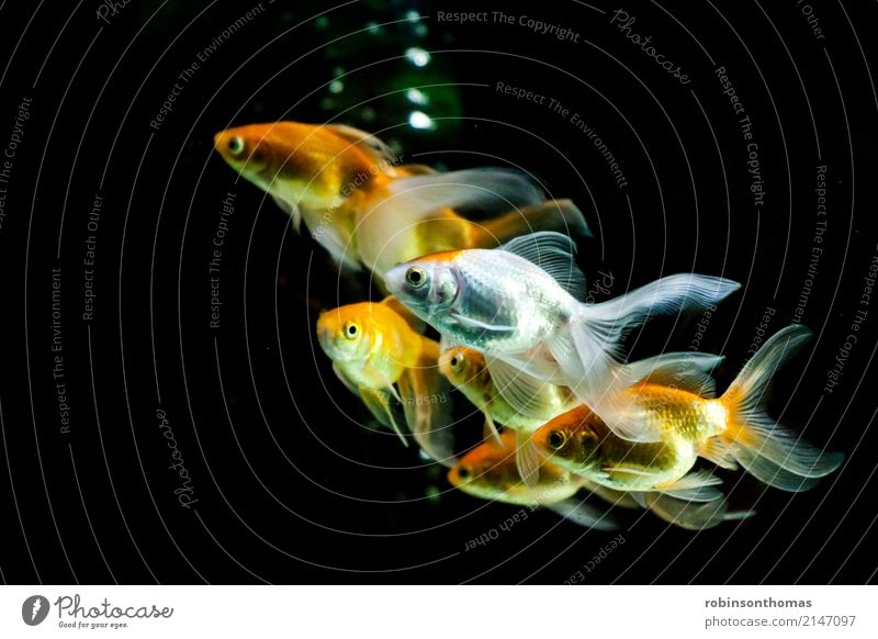 Ein schwimmender Goldfisch in Großaufnahme Aquarium Haustier schön Tier Farbfoto Fisch Umwelt Menschenleer Entwurf aquatisch gold Bewegung Innenaufnahme weiß