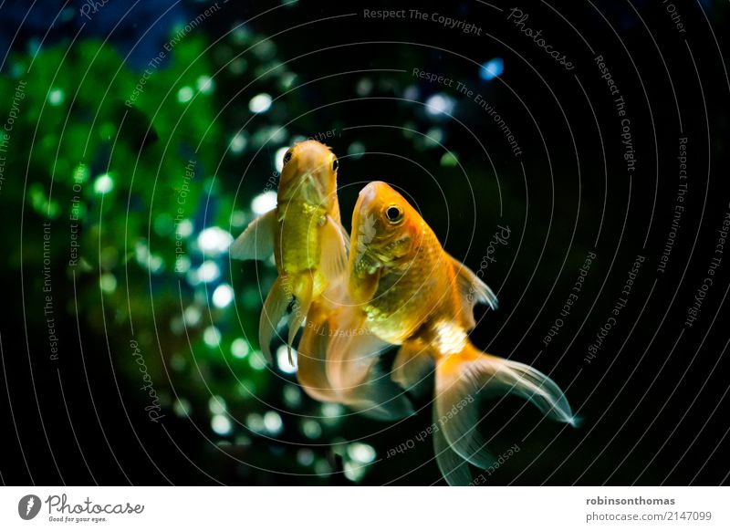 Goldfische schwimmen in Großaufnahme Tier Aquarium aquatisch Hintergrund schön Schönheit Farbe Konzept konzeptionell Fisch Fishbowl gold golden grün liquide