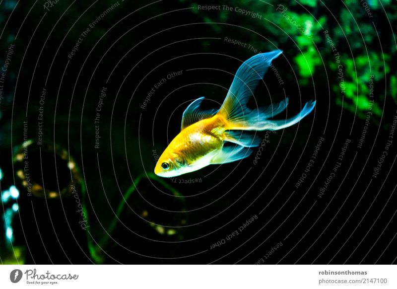 Goldfische schwimmen Tier Aquarium aquatisch Hintergrund schön Schönheit Farbe Konzept konzeptionell Fisch Fishbowl gold golden grün liquide Bewegung Natur