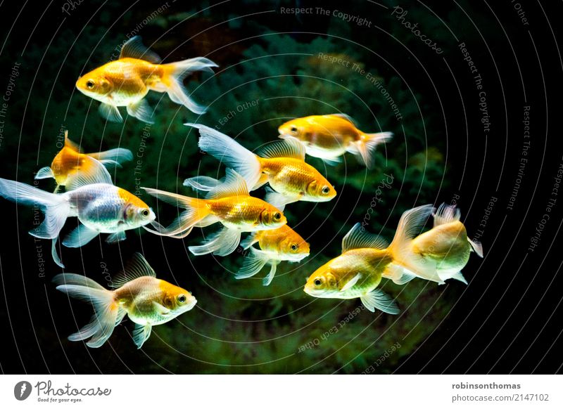 Gruppe von Gelbgoldfischen, die im Süßwasseraquarium schwimmen. Haustier Fisch Aquarium Tiergruppe Freizeit & Hobby schön Farbfoto Innenaufnahme