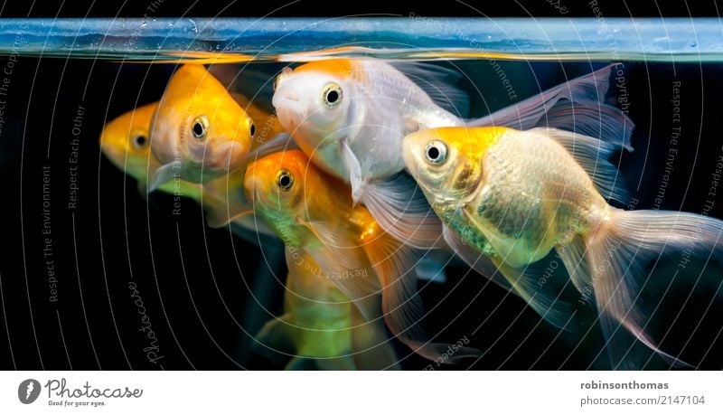 Goldfische gruppiert zusammen im Süßwasseraquarium Natur Pflanze Tier Haustier Fisch Aquarium Tiergruppe Bewegung warten Freundlichkeit Fröhlichkeit gold rot