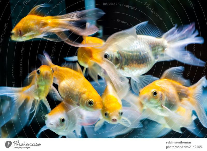 Gold fischt im Süßwasseraquariumbecken schön Natur Tier Haustier Fisch Aquarium Tiergruppe Bewegung gold orange weiß Farbe aquatisch Hintergrund