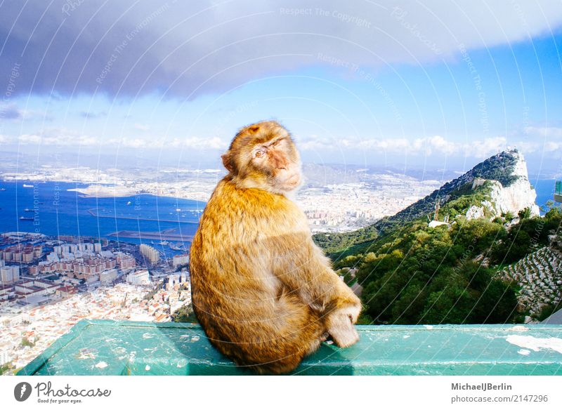 Affe sitzt auf Felsen von Gibraltar Hügel Stadt Sehenswürdigkeit Wahrzeichen Tier Affen 1 sitzen Neugier Tourismus Spanien iberische halbinsel Kolonie
