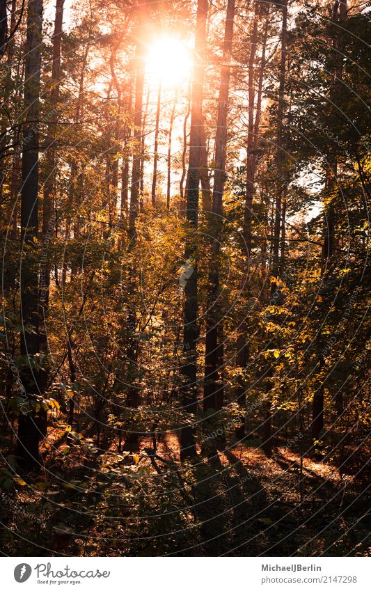 Wald im Herbst mit Gegenlicht Umwelt Natur Pflanze Sonne Sonnenlicht Schönes Wetter Baum Stimmung Wärme Orange schön Farbfoto Außenaufnahme Tag