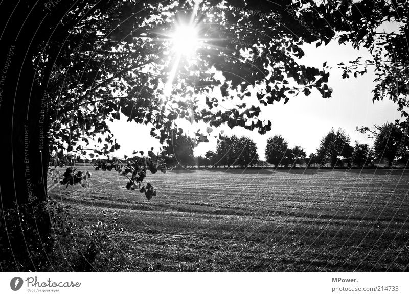 SchwarzWeiß Ausflug Sommer Sommerurlaub Natur Baum Feld Kreativität Silhouette Stoppelfeld Sonnenstrahlen Schwarzweißfoto Außenaufnahme Menschenleer Abend
