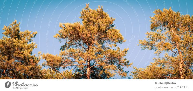 Herbstliche Farben im Wald Natur Pflanze Baum Grünpflanze orange Umwelt Panorama Image instagram Top Farbfoto Außenaufnahme Menschenleer Tag Zentralperspektive