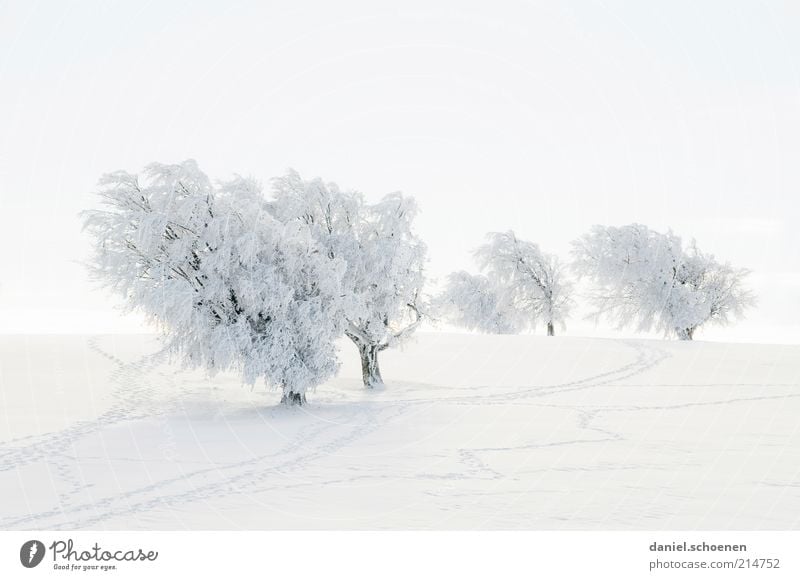 es wird langsam Zeit ! Ferien & Urlaub & Reisen Tourismus Winter Schnee Winterurlaub Landschaft Klima Eis Frost Baum Hügel hell weiß Winterstimmung