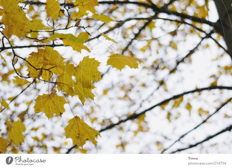 Herbstklang Baum Blatt gelb schwarz Natur Vergänglichkeit Wandel & Veränderung Herbstlaub Jahreszeiten Ahorn Ahornblatt Zweige u. Äste Farbfoto Außenaufnahme