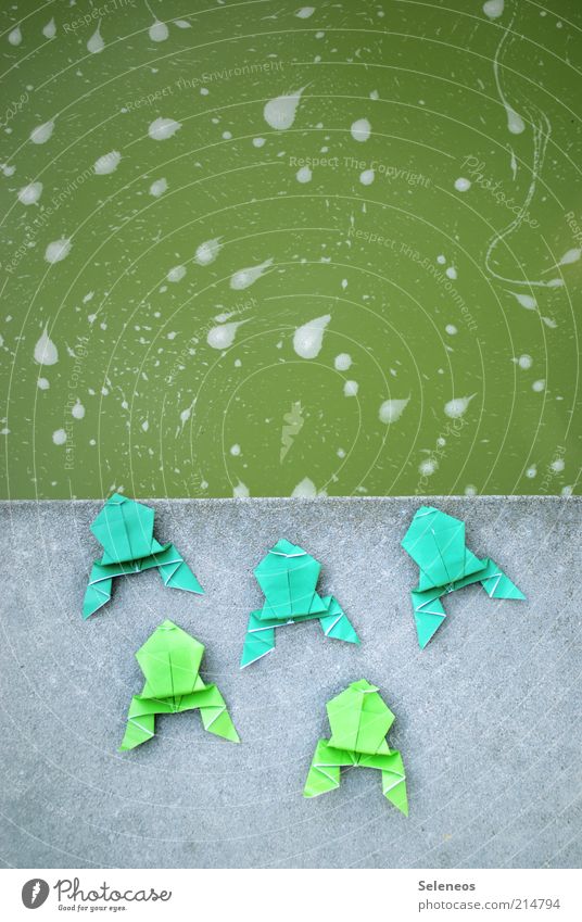 Froschperspektive Freizeit & Hobby Basteln Origami Teich See Tier Tiergruppe Stein Spielen nass Papier Wasser Farbfoto Außenaufnahme Menschenleer