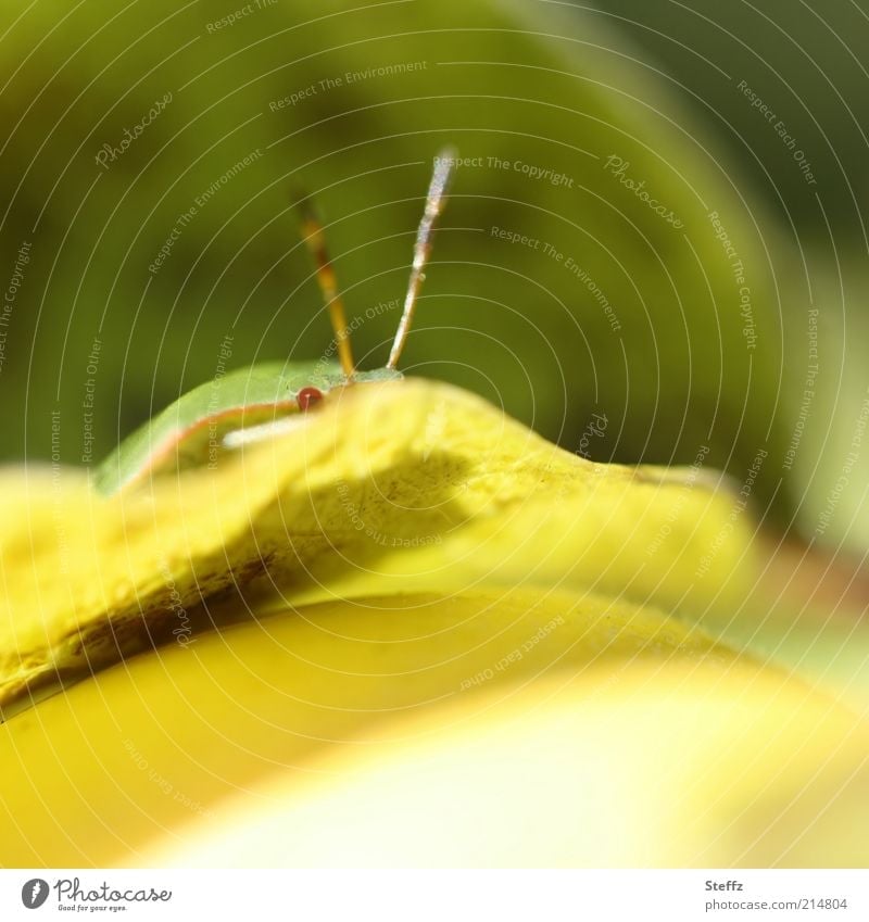 kleine Baumwanze versteckt sich auf dem Quittenblatt Wanze lustig Blick gelb beobachten warten Neugier Versteck insektenauge Tiergesicht grün Interesse Humor