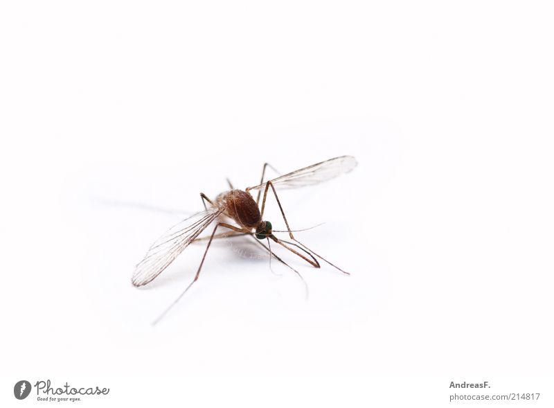 bssssssssss. bssssssst. Tier Totes Tier Fliege 1 Stechmücke Insekt Mückenplage Stachel Flügel Tod freigestellt Farbfoto Nahaufnahme Detailaufnahme Makroaufnahme