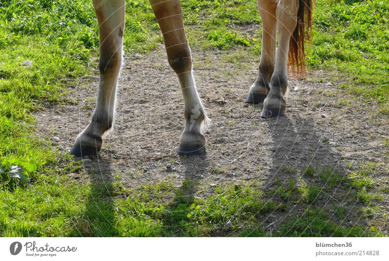echt bodenständig... Tier Gras Wiese Haustier Nutztier Pferd stehen elegant frei muskulös natürlich stark selbstbewußt Kraft Tierliebe Leben Stolz