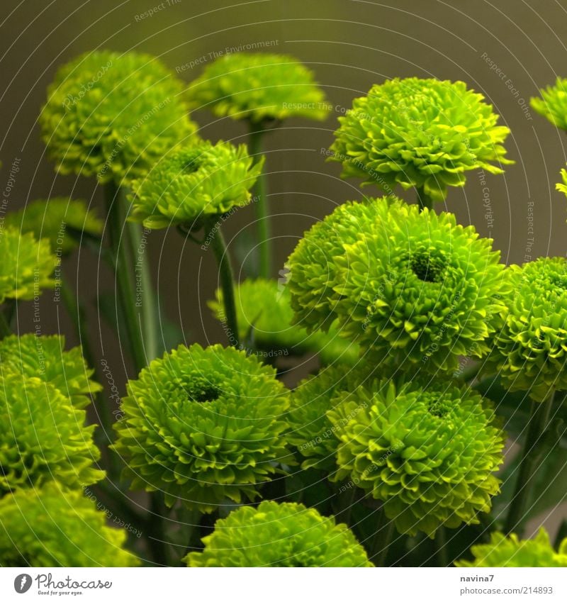 Es grünt so grün exotisch einrichten Natur Pflanze Blume Sträucher Blüte Grünpflanze frisch weich ruhig Stil Farbfoto Innenaufnahme Detailaufnahme Kunstlicht