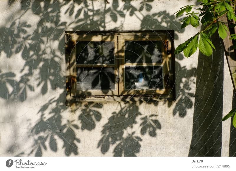 Blätterschatten Baum Blatt Kastanienbaum Zweig Baumstamm Dorf Hütte Gebäude Scheune Mauer Wand Fenster Fensterrahmen braun grau grün weiß achtsam
