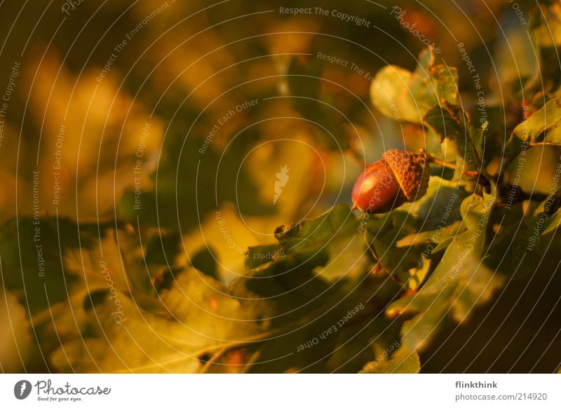 der Herbst kommt Umwelt Natur Sonnenlicht Schönes Wetter Baum Eicheln Eichenblatt Eichenwald Frucht hell braun gelb grün Wandel & Veränderung Farbfoto