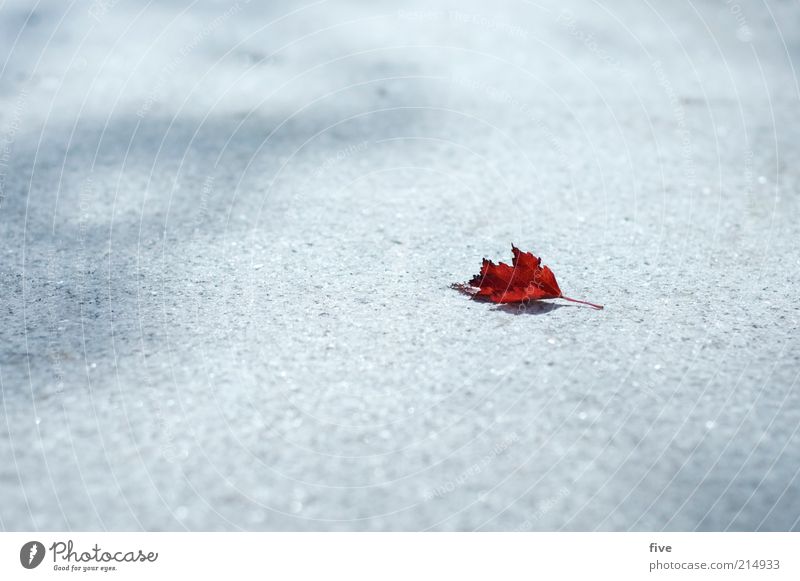 der herbst zieht ein Natur Herbst Blatt liegen kalt klein trocken rot Farbfoto Außenaufnahme Detailaufnahme Textfreiraum links Hintergrund neutral Tag Licht