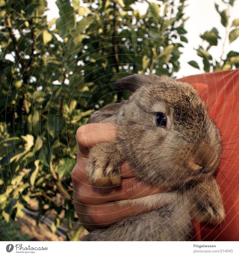 Playboy-Bunny Tier Haustier Nutztier Wildtier Fell nah Hase & Kaninchen Hasenjagd Hasenpfote Hand gefangen festhalten Tierliebe niedlich Farbfoto Außenaufnahme