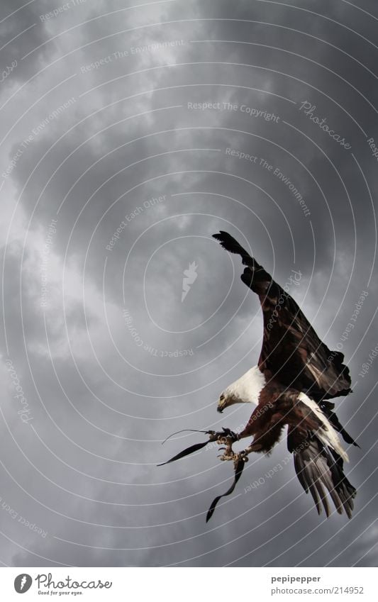 punktlandung Natur Himmel Gewitterwolken schlechtes Wetter Tier Wildtier Vogel Flügel Krallen 1 fliegen ästhetisch elegant Außenaufnahme Detailaufnahme