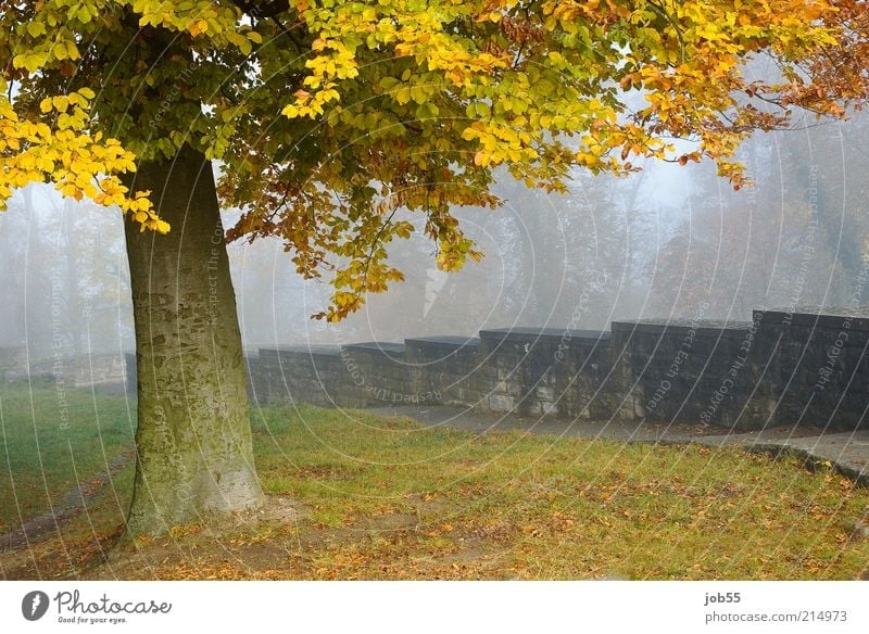 Septembermorgen Landschaft Herbst Nebel Park Stadtrand Burg oder Schloss Ruine Mauer Wand Sehenswürdigkeit Wahrzeichen Romantik ruhig Frieden Farbfoto
