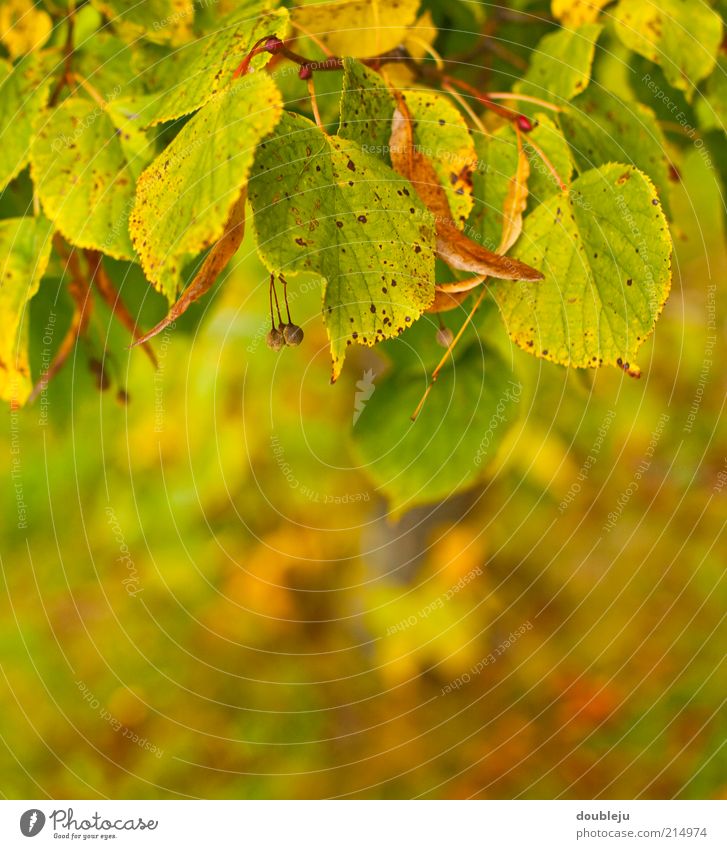 herbst is Natur Herbst Baum braun gelb gold grün Farbfoto mehrfarbig Außenaufnahme Tag Herbstlaub Herbstfärbung Herbstwetter Menschenleer Zweige u. Äste