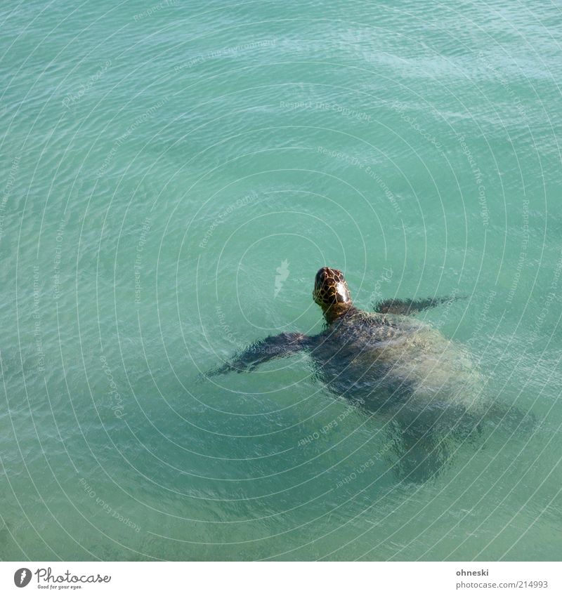 Guten Tag! Wasser Meer Tier Wildtier Schildkröte Wasserschildkröte 1 atmen alt Luft Farbfoto Tierporträt Wasseroberfläche Textfreiraum oben Textfreiraum unten
