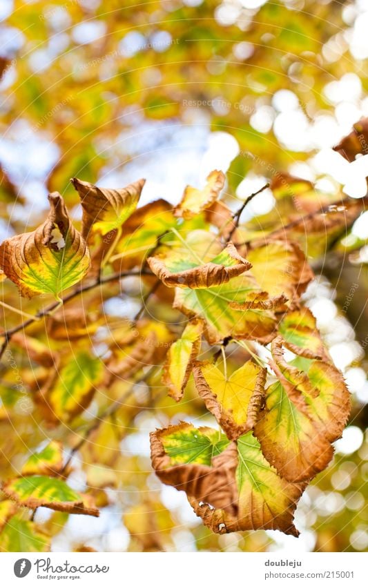 wandlungsfähige natur Natur Blatt Baum Herbst verwandeln Anpassung Farbe grün gelb braun natürlich Prozess Jahreszeiten Wandel & Veränderung Zeit Herbstlaub