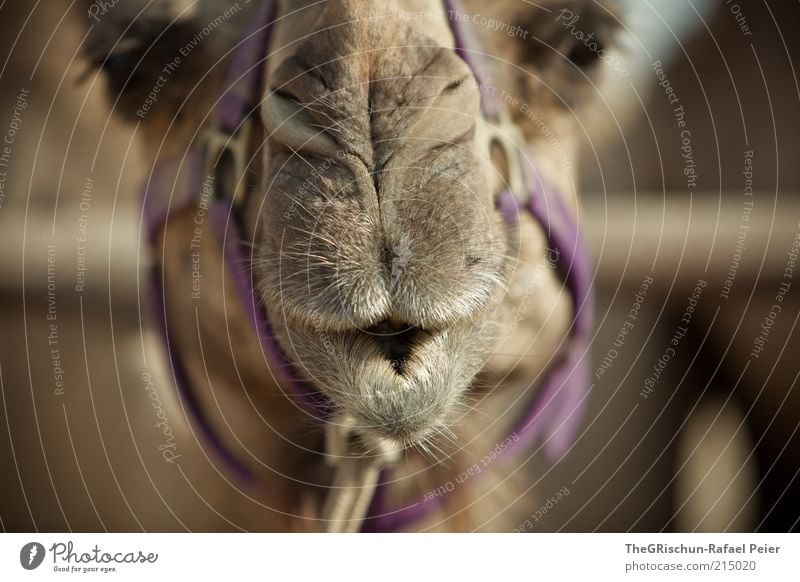 camel Ferien & Urlaub & Reisen Ausflug Ferne Sommerurlaub Klima Schönes Wetter Wüste schön braun mehrfarbig violett Israel fremd Kamel Tier Tiergesicht Nutztier