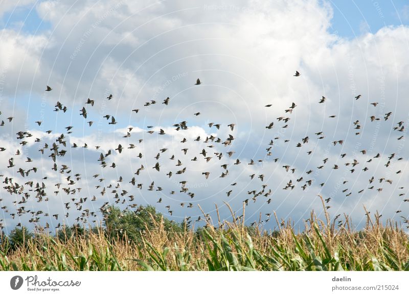 birds above cornfield Tier Nutzpflanze Feld Vogel Schwarm fliegen blau Vogelschwarm Himmel Farbfoto Außenaufnahme Tag Tierporträt Wolken Sommer Natur Landschaft