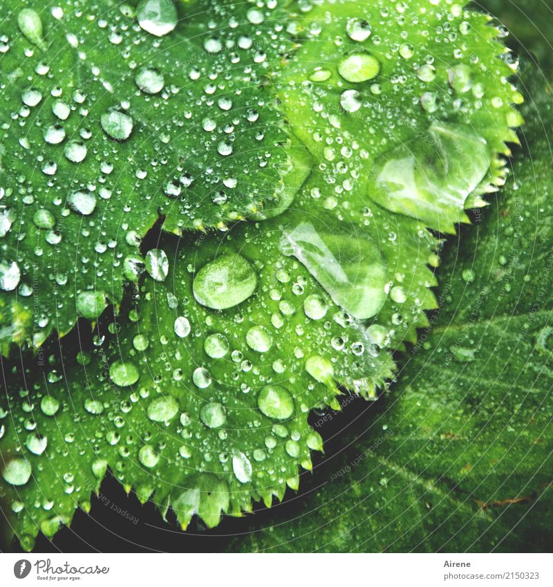 Frauenregenmantel Pflanze Urelemente Wassertropfen Regen Blatt Grünpflanze Frauenmantel Frauenmantelblatt Tropfen Zacken glänzend ästhetisch frisch Gesundheit