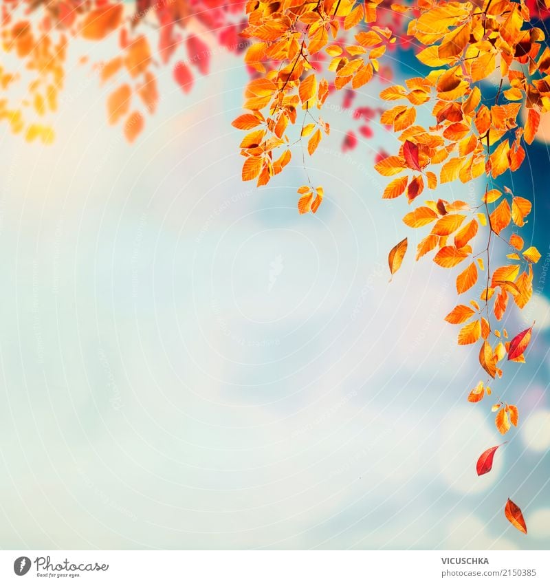 Herbst Natur Hintergrund mit schönen Baumblätter Design Garten Pflanze Schönes Wetter Blatt Park gelb Hintergrundbild Jahreszeiten Laubbaum orange Himmel