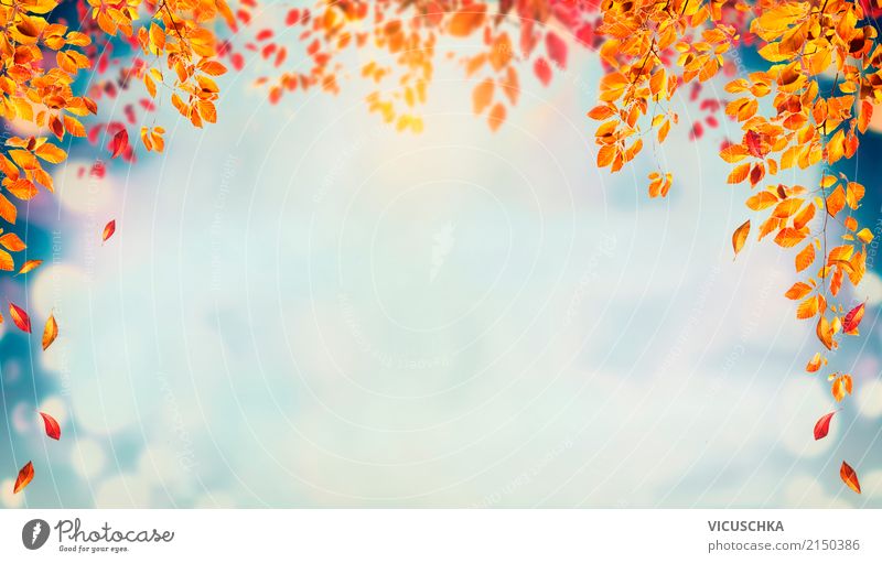 Herbst Hintergrund mit fallenden Baum Blätter Lifestyle Design Garten Natur Landschaft Pflanze Sträucher Blatt Park gelb Hintergrundbild Himmel mehrfarbig