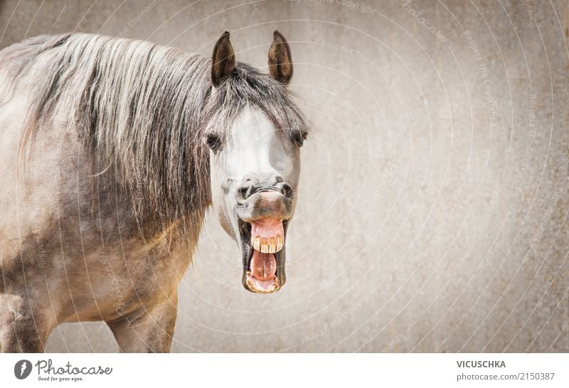 Lachendes Pferd Freude Sommer Natur Tier Tiergesicht 1 lachen sprechen verrückt Gefühle Stimmung Hintergrundbild Humor grinsen lustig Maul Farbfoto