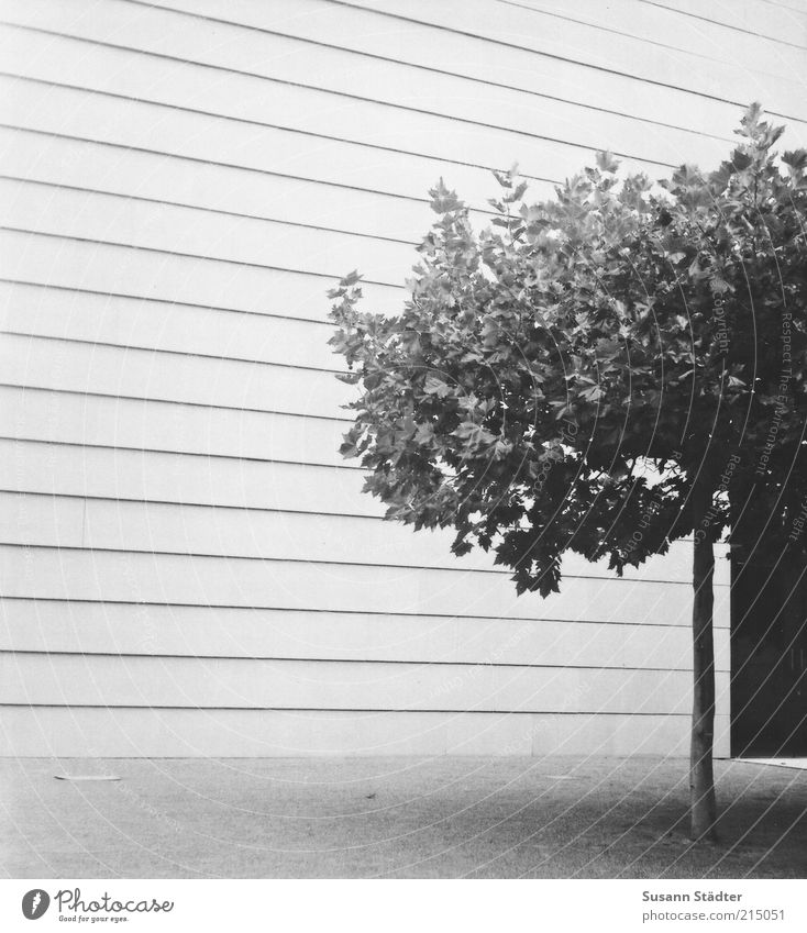Einheit Baum Haus Dom Bauwerk Mauer Wand Fassade Einsamkeit Linie Synagoge einheitlich Tür Schwarzweißfoto Detailaufnahme Experiment Muster Strukturen & Formen