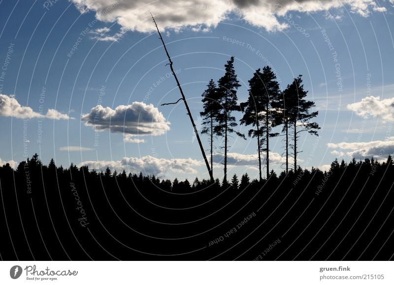 die sechs Baumriesen Natur Landschaft Himmel Wolken Schönes Wetter Wald Ferne Skandinavien Farbfoto Außenaufnahme Menschenleer Textfreiraum unten Tag Kontrast