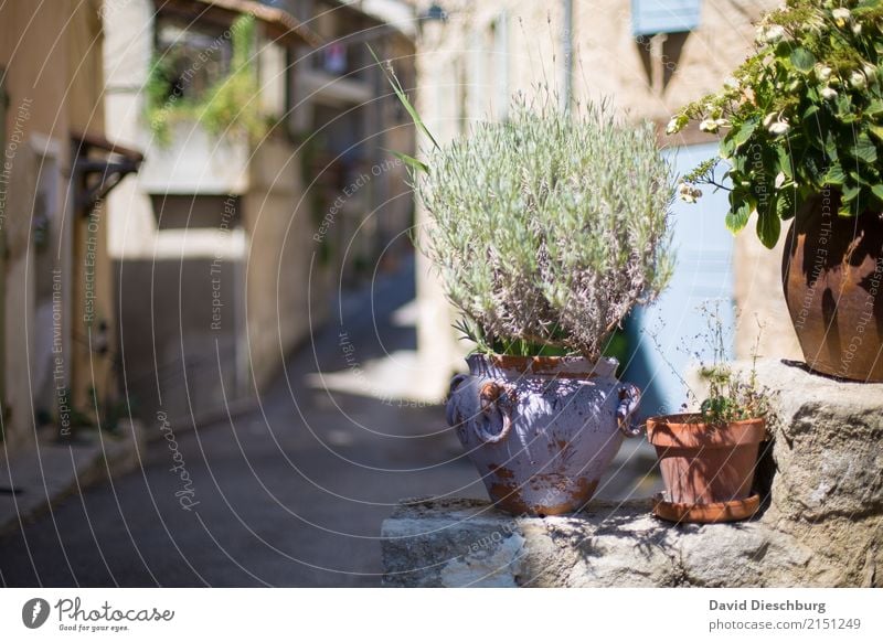 Rosmarin de Provence Bioprodukte Ferien & Urlaub & Reisen Tourismus Ausflug Sightseeing Städtereise Pflanze Tier Frühling Sommer Schönes Wetter Wärme