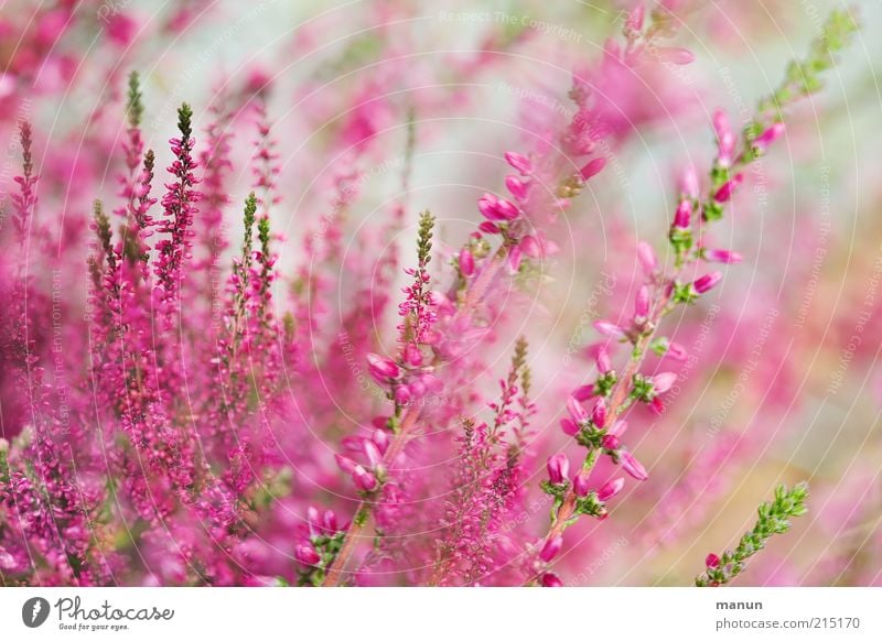 Erika Natur Sommer Pflanze Blume Sträucher Blatt Blüte Bergheide Heidekrautgewächse Garten Blühend frisch schön rosa Stauden Farbfoto Außenaufnahme Tag