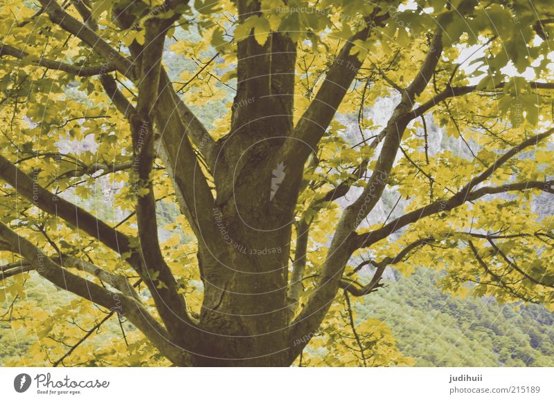 Blätterdach Umwelt Natur Landschaft Herbst Pflanze Baum Blatt Blühend verblüht gelb grün Baumstamm Farbfoto Menschenleer Außenaufnahme Baumkrone Detailaufnahme