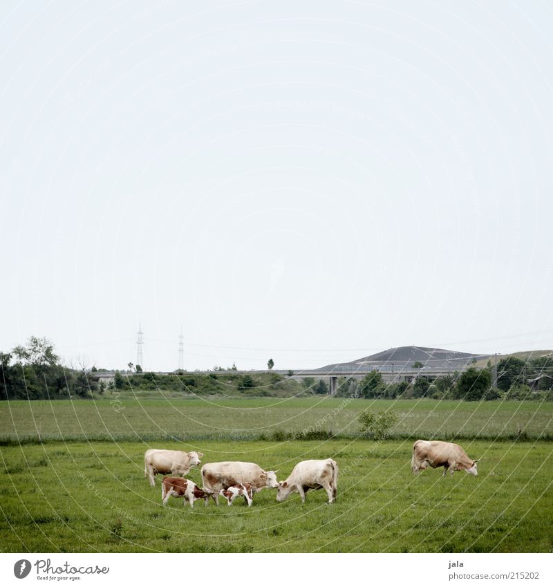 familienbande Natur Landschaft Himmel Pflanze Gras Feld Hügel Tier Kuh Weide Herde füttern Nahrungssuche Kalb nahrungskette Tierzucht Milchkuh Fressen Farbfoto