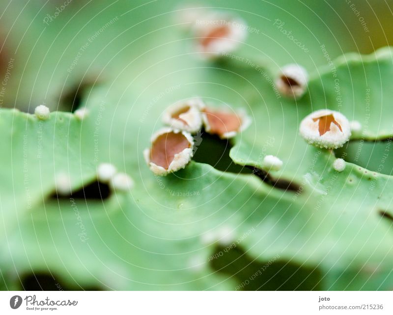 aus dem Märchenwald Umwelt Natur Pflanze Frühling Blatt Blüte exotisch ästhetisch außergewöhnlich frisch niedlich grün Inspiration Moos Strukturen & Formen