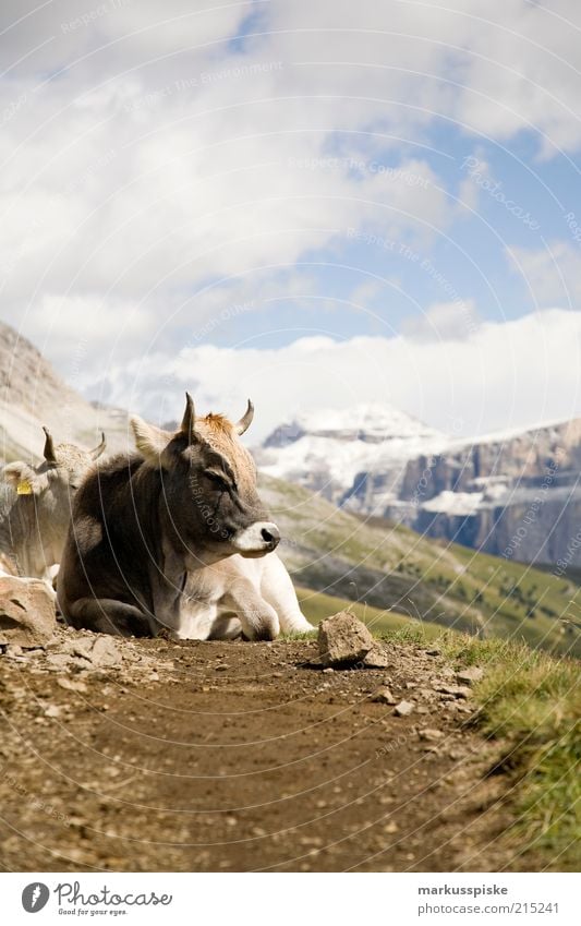 hochgebirgsmilchspender Ausflug Abenteuer Ferne Freiheit Berge u. Gebirge Landschaft Pflanze Tier Sommer Felsen Alpen Südtirol Plattkofel Piz Boe
