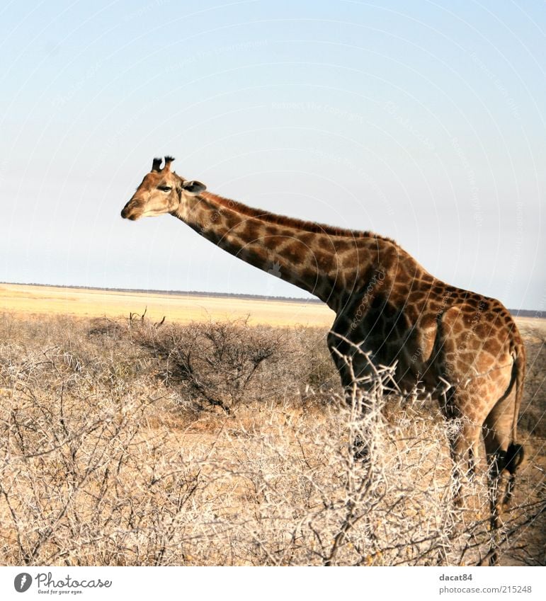 girAffe Tier Wildtier Tiergesicht Fell 1 beobachten blau braun gelb Etoscha-Pfanne Giraffe Afrika Namibia Farbfoto Außenaufnahme Menschenleer Textfreiraum oben