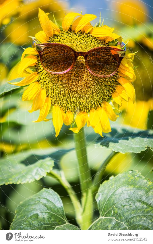 Mrs Sunflower Ferien & Urlaub & Reisen Sommerurlaub Natur Frühling Schönes Wetter Wärme Pflanze Blume Wiese Feld gelb grün Coolness Idylle Klima Sonnenblume