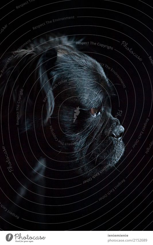 Mammut Bull 1 Tier Haustier Hund Blick träumen ästhetisch dunkel nah natürlich weich schwarz Partnerschaft Einsamkeit elegant Konzentration Kraft Hundeblick