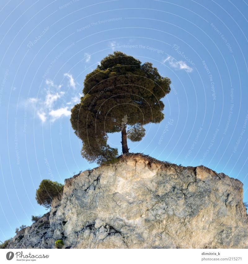 Klippenbaum schön Berge u. Gebirge Umwelt Natur Landschaft Pflanze Himmel Wolken Baum Hügel Felsen Stein natürlich blau grün Einsamkeit Farbe Hintergrundbild