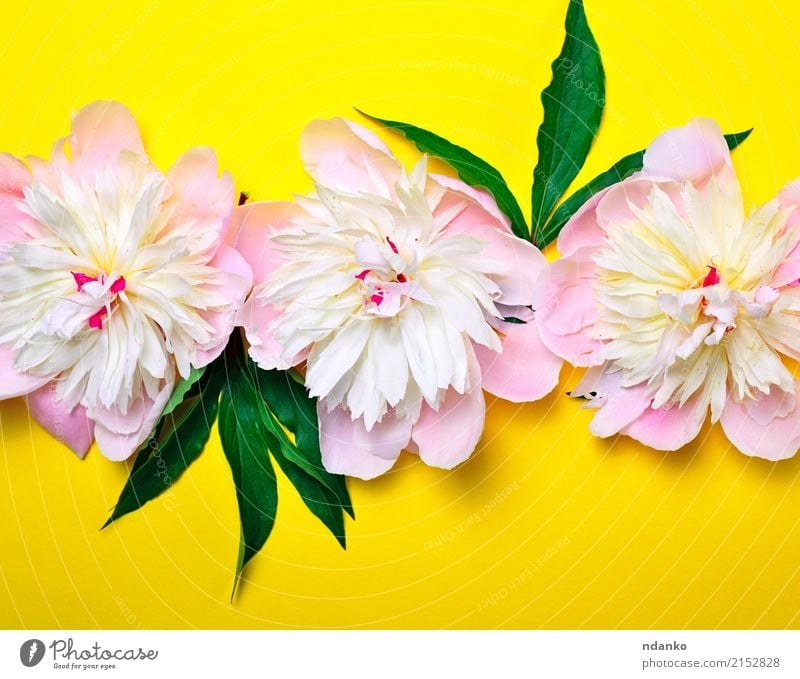 Knospen von rosa blühenden Pfingstrosen Feste & Feiern Valentinstag Muttertag Hochzeit Geburtstag Natur Pflanze Blume Blatt Blüte Blumenstrauß Blühend frisch