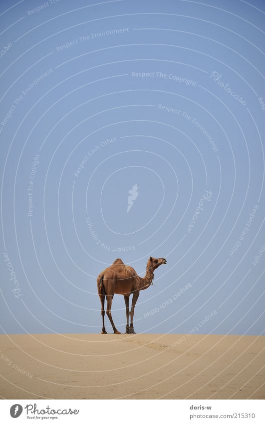 camel safari Himmel Wolkenloser Himmel Wärme Dürre Wüste Tier Nutztier Wildtier 1 Dromedar Kamel Wüste Thar Indien trocken Sand exotisch Kamelhöcker Freiheit